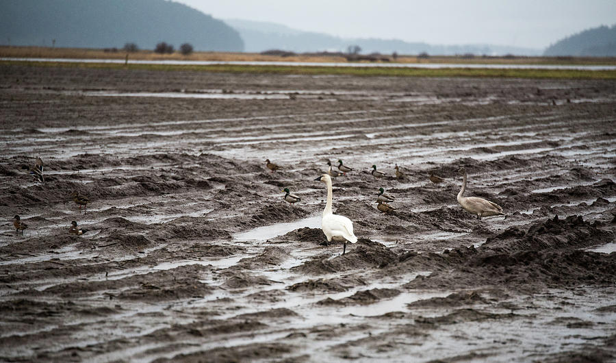 Swans and Ducks in Mud Photograph by Tom Cochran