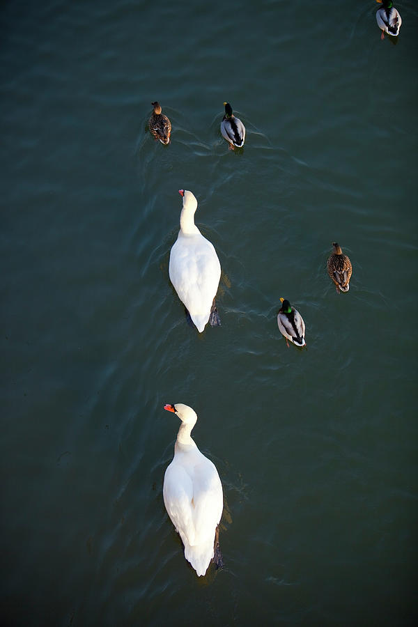 Swans And Ducks On Main River Photograph by Richard Ianson
