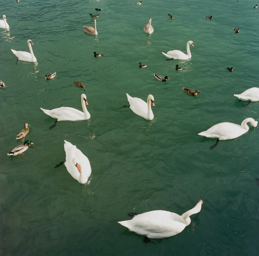 Swans And Ducks Photograph by Silvia Otte