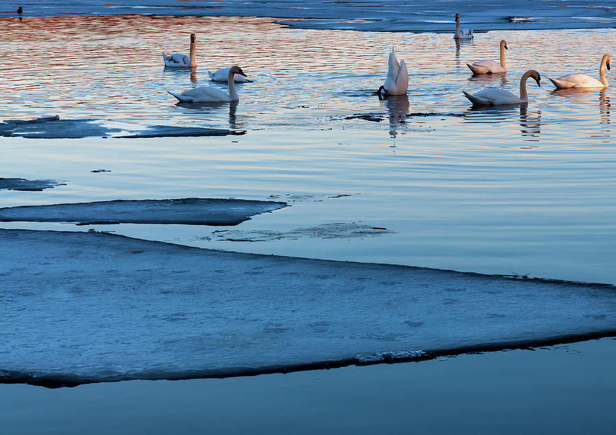 Bird Photograph - Swans And Ice At Dusk by Anthony Paladino
