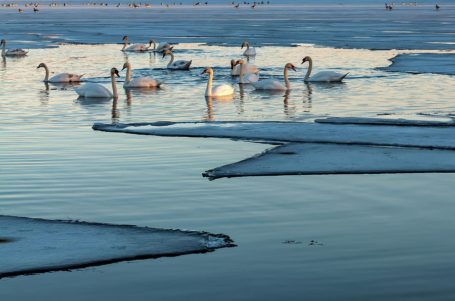 Bird Photograph - Swans And Ice Formations At Dusk by Anthony Paladino