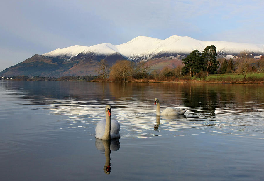 Swans And Skiddaw Photograph by Photography By Linda Lyon