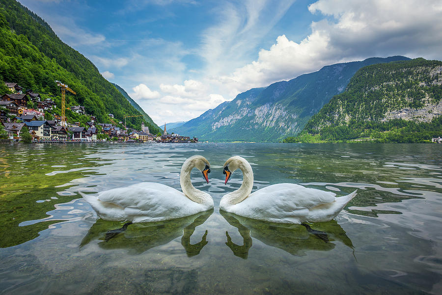 Swans At Hallstatt Photograph by Chalermkiat Seedokmai