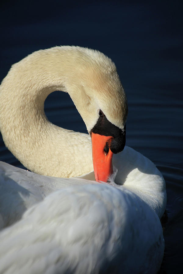 Swans Beauty Photograph by Karol Livote