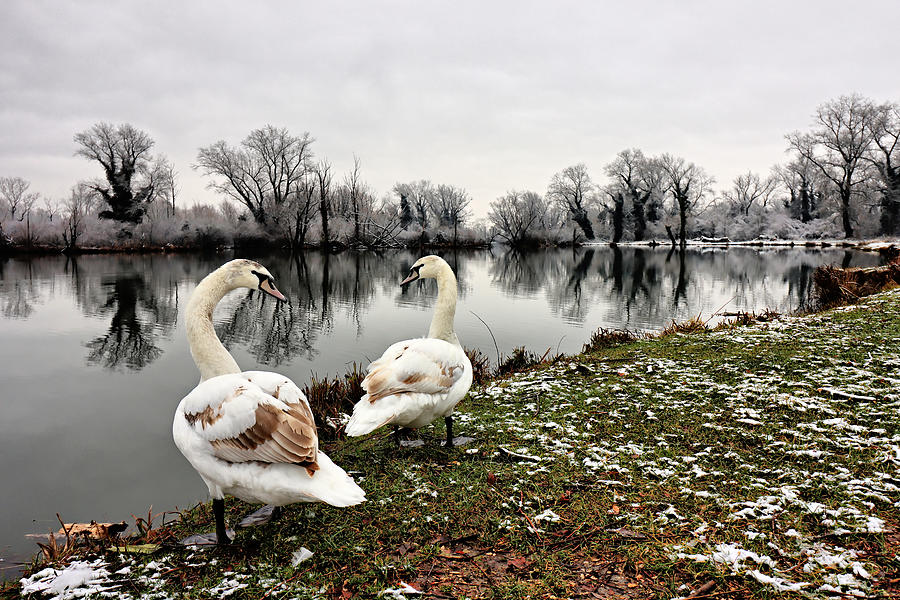 Swans Photograph by Bojan Bencic
