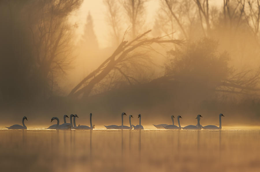 Swans Community Photograph by Judy Tseng