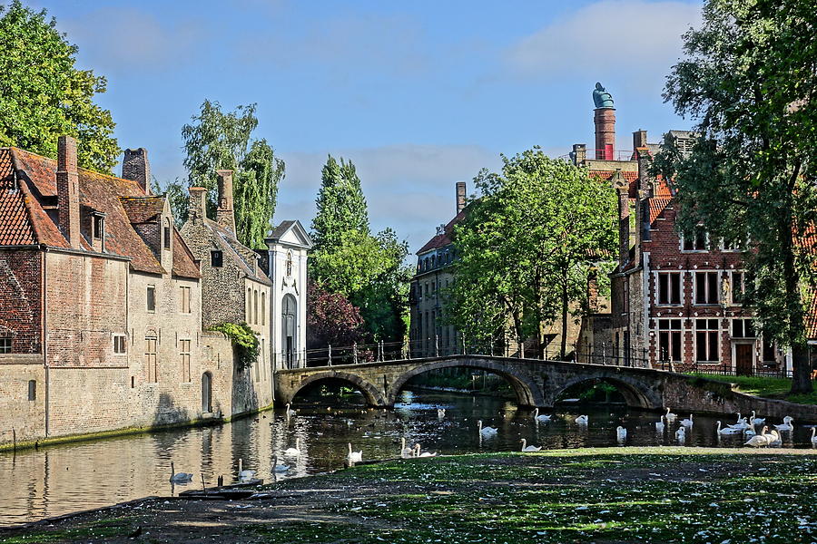 Swans enjoying the view in Bruges Belgium Photograph by Patricia Caron