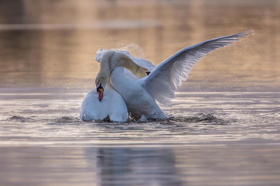Swan\s Fight Photograph by Wei Liu