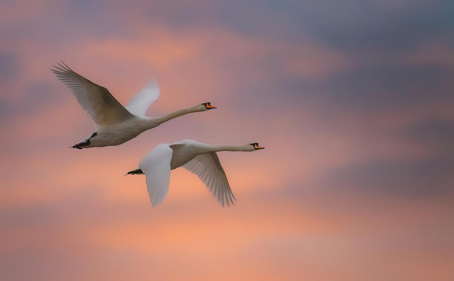 Swans Fly Away Photograph by Martin Kucera Afiap Azsf