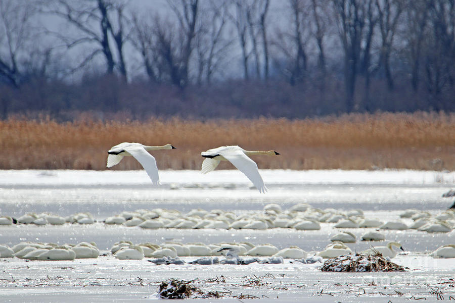 Swans Fly By 9063 Photograph by Jack Schultz - Fine Art America