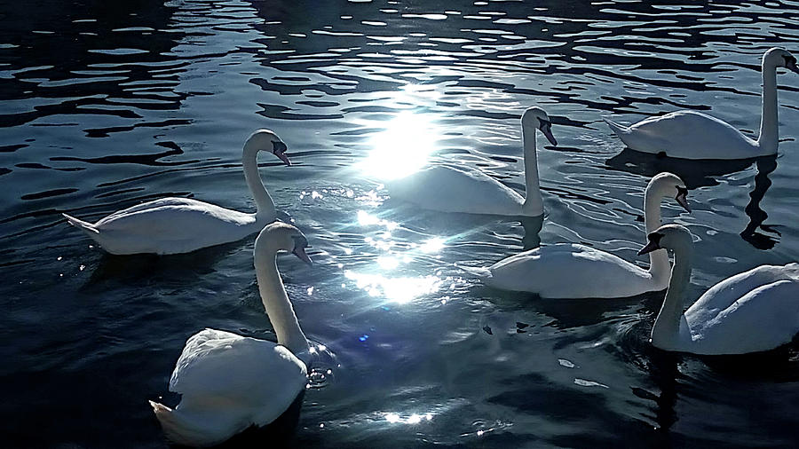 Swans Gliding on Tranquil Water Photograph by Mark Woollacott
