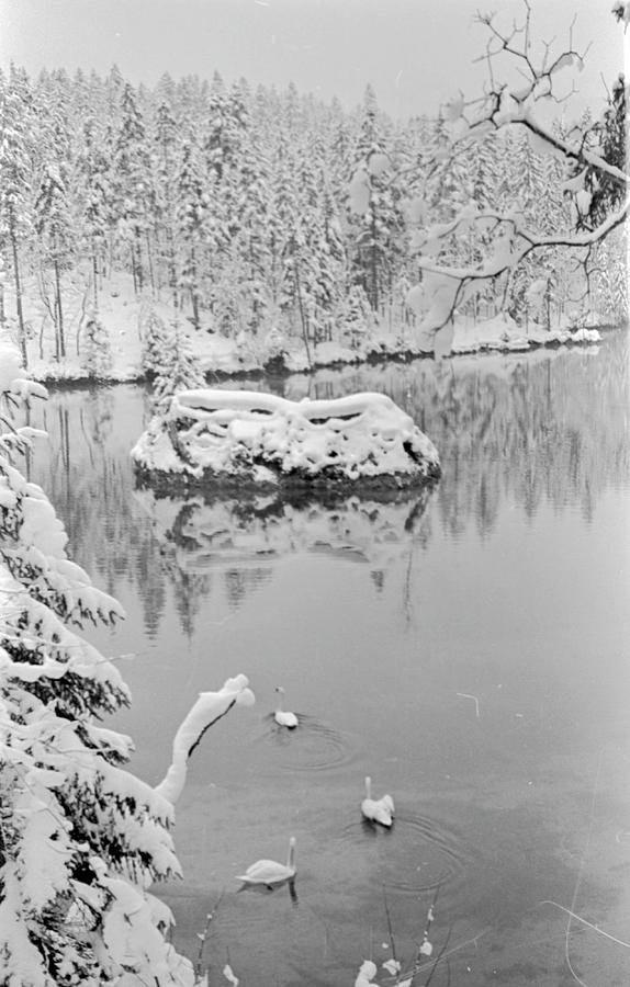 Swans in Lake Photograph by Alfred Eisenstaedt