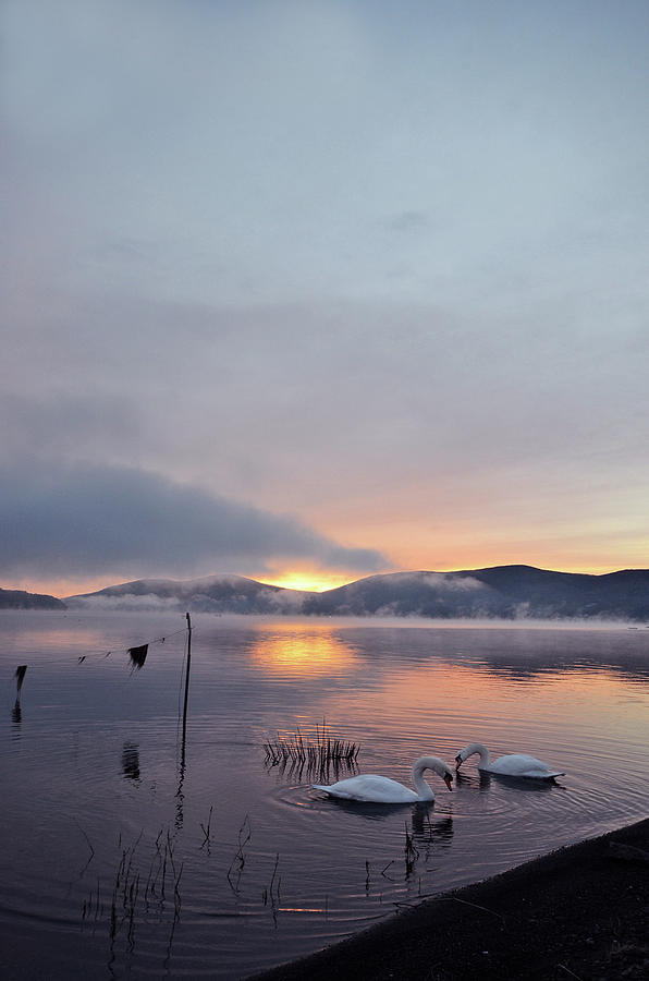 Swans In Lake At Sunrise Photograph by Izumi T