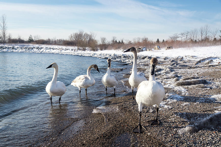 Swans in Snow - Wild Trumpeters Family Walk on a Beach Photograph by Georgia Mizuleva