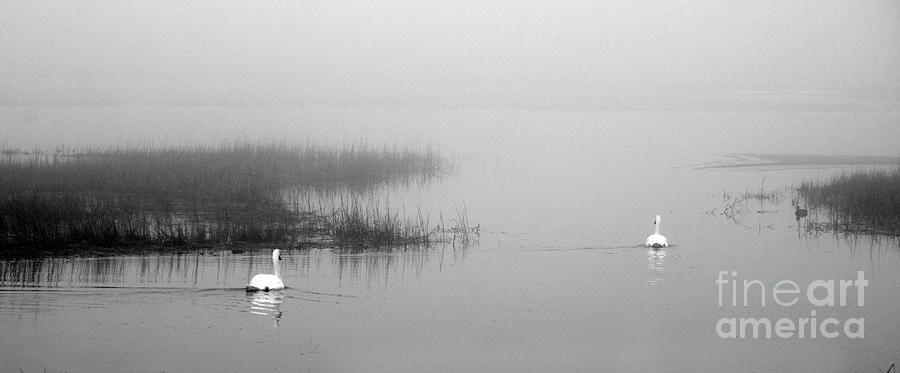 Swans In the Fog Photograph by Dianne Morgado