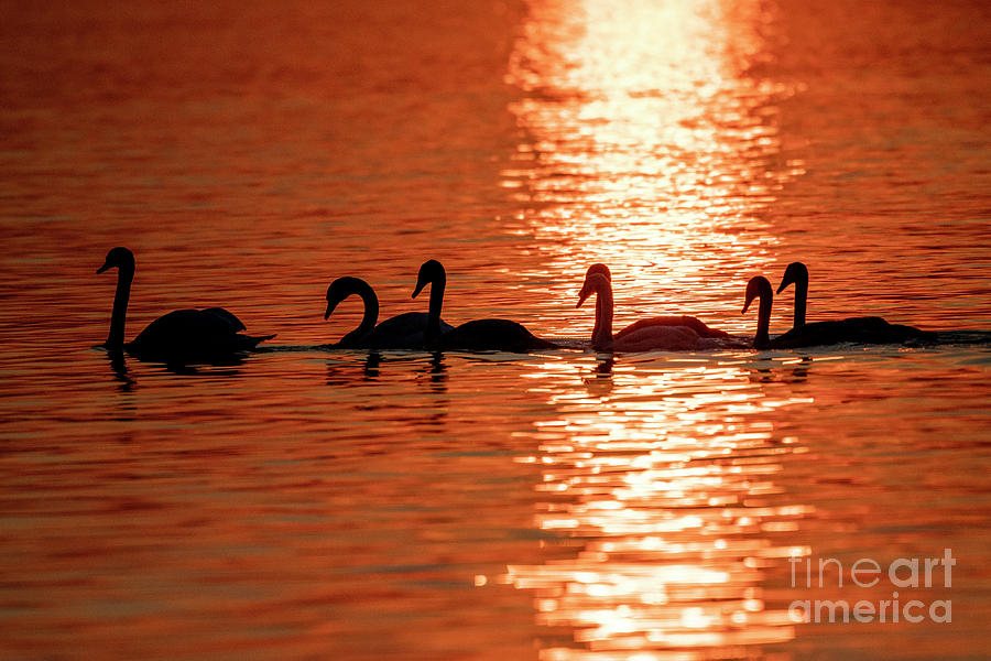 Swans in the lake and beautiful sunset by Odon Czintos Swans in the lake and beautiful sunset by Odon Czintos