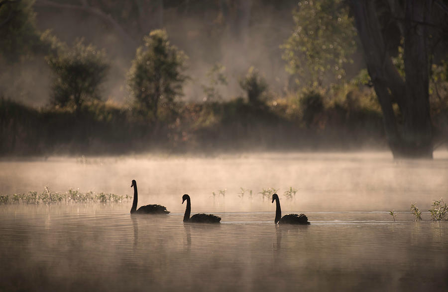 Swans In The Mist Photograph by Emanuel Papamanolis