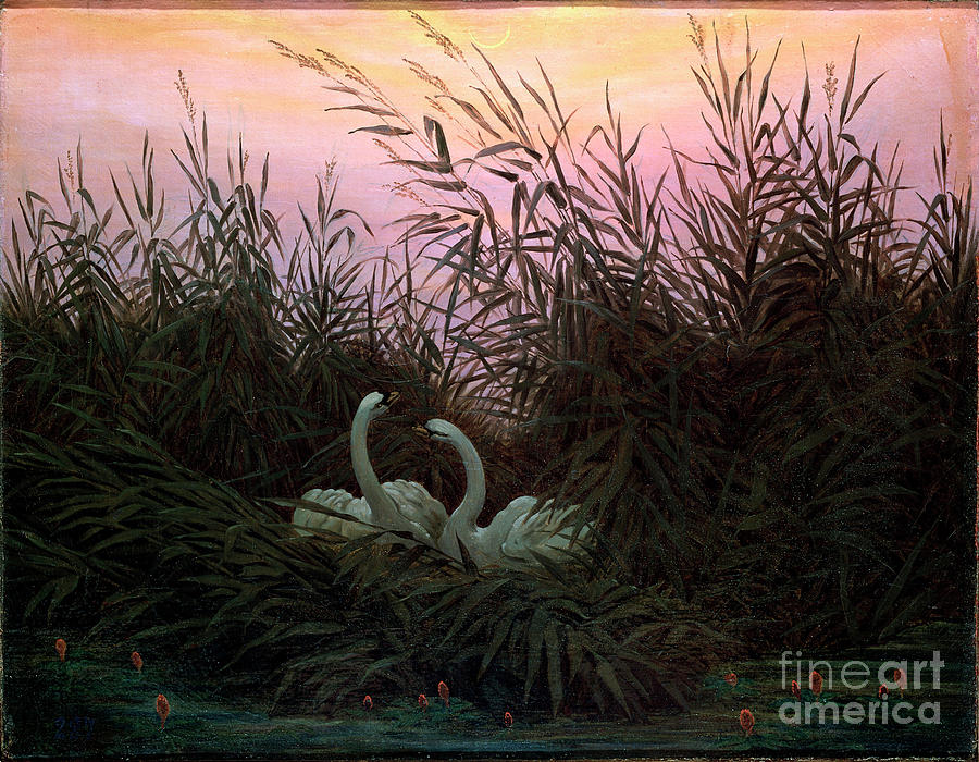 Swans In The Reeds, C1794-c1831. Artist Drawing by Heritage Images