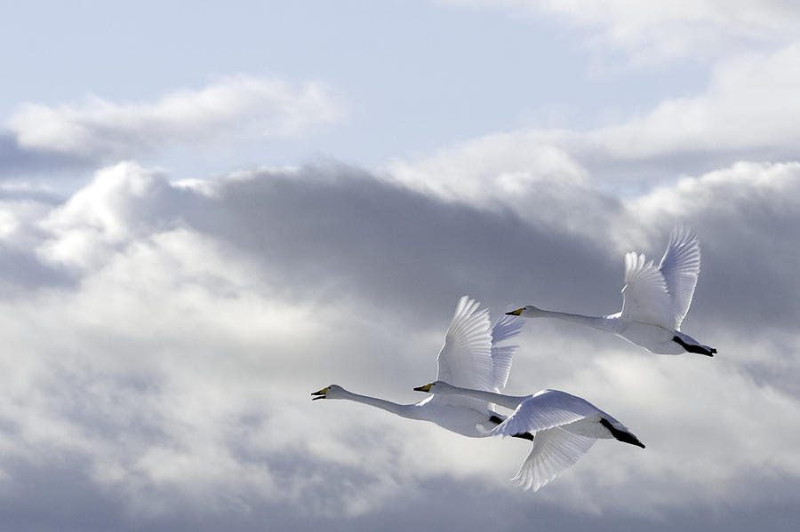Swans In The Sky Photograph by Anne Ueland