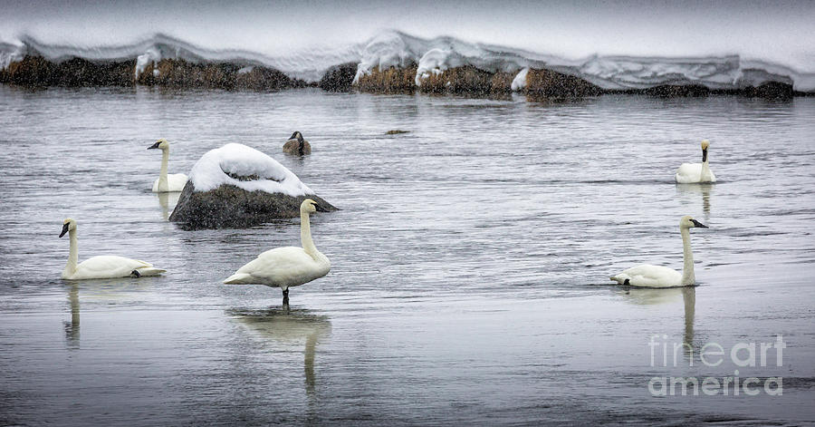 Swans In Winter 1 Photograph by Timothy Hacker