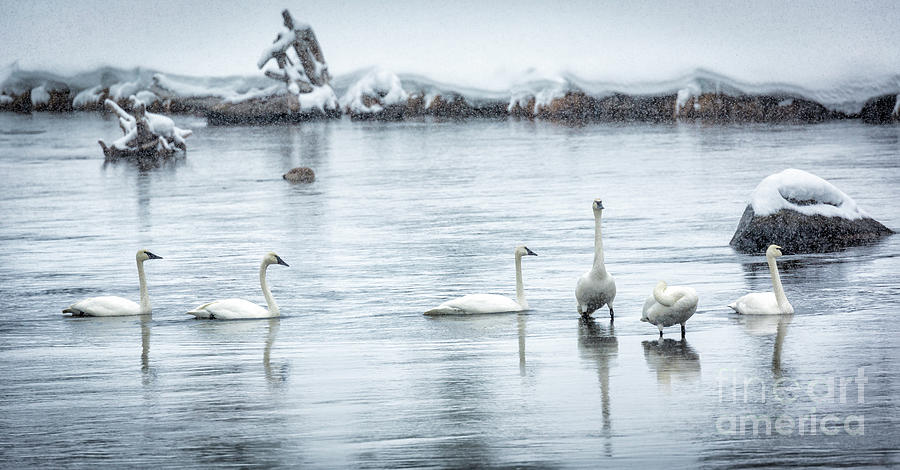 Swans In Winter 2 Photograph by Timothy Hacker