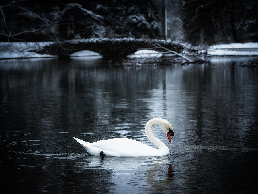 Swans in Winter Photograph by Jon Reynolds