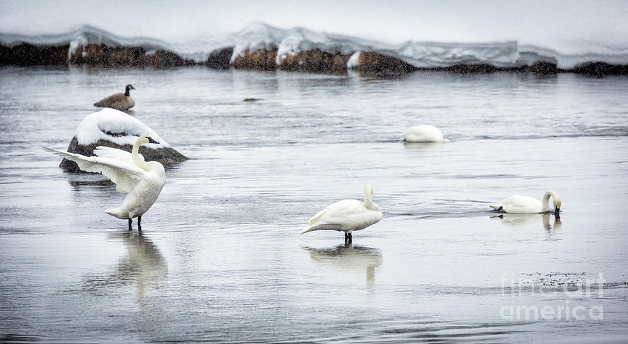 Swans In Winter Photograph by Timothy Hacker