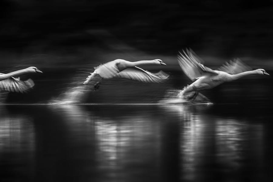 Swans Landing Photograph by Wei Liu