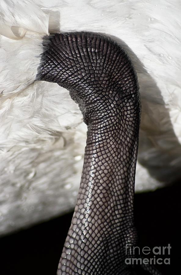 Swans Leg Photograph by Martyn F. Chillmaid/science Photo Library