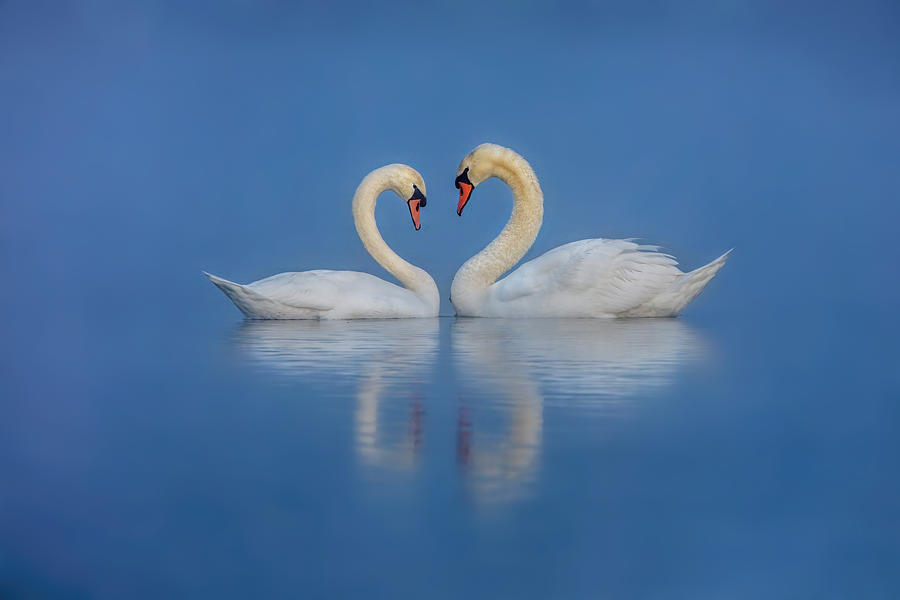 Swan\s Love Photograph by Wei Liu
