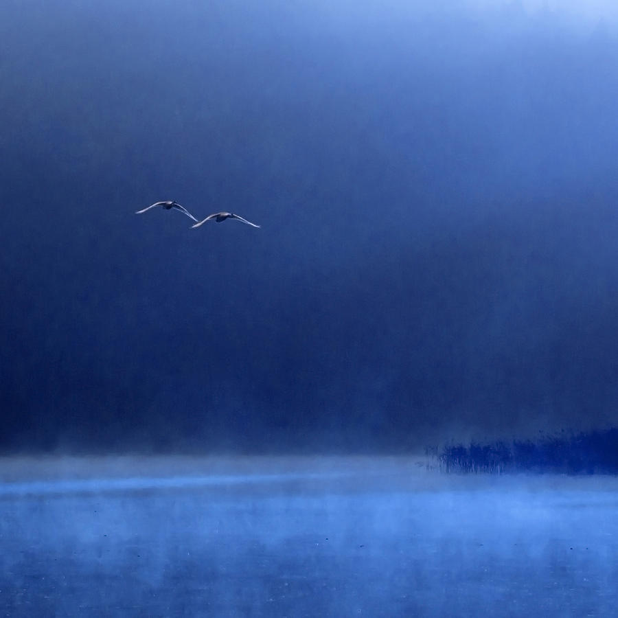 Swans Photograph by Marcin Michalowski