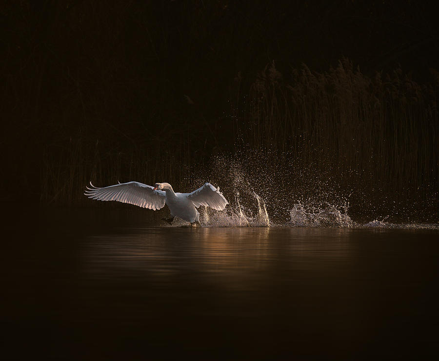 Swans Morning Photograph by Marei