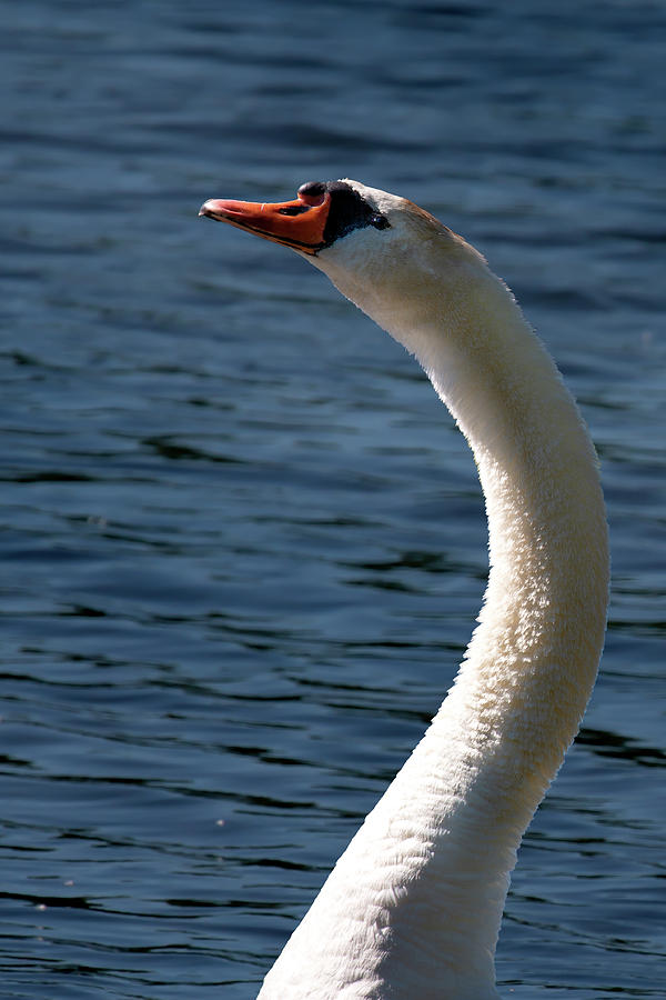 Swans Neck Photograph