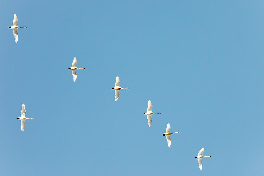 Swans on High Photograph by Todd Klassy