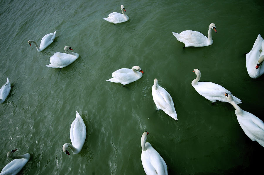 Swans On Lake Photograph by Mani Babbar / Www.ridingfreebird.com