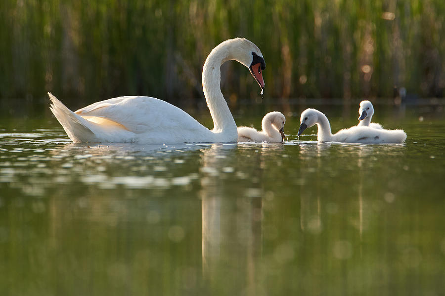 Swans On The Lake Photograph by Panfil Pirvulescu