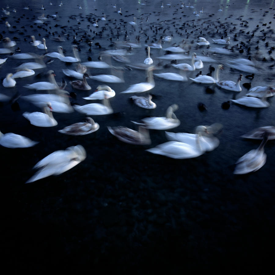Swans On Water Photograph by Markus Renner