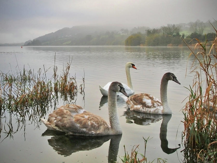 Swans Photograph by Photograph Taken By Alan Hopps