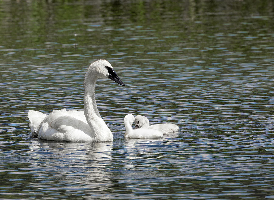 Swans Photograph by Ronnie And Frances Howard