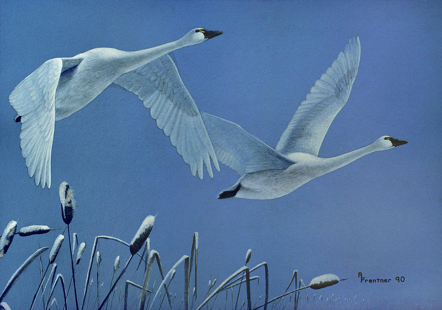 Swans Painting by Rusty Frentner