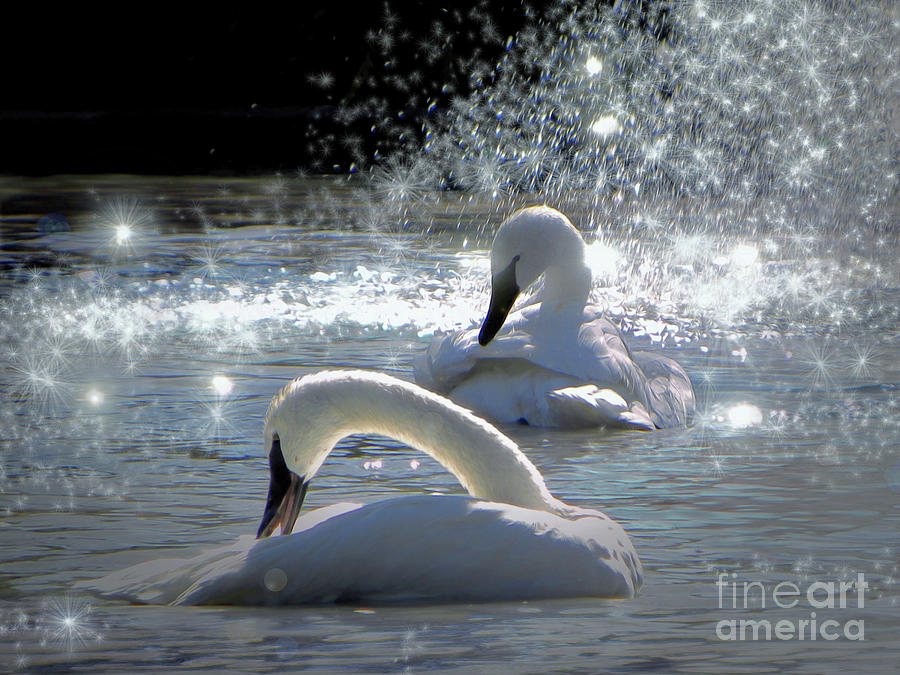 Swans Digital Art