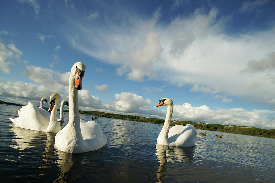 Swans Summer Day Photograph by Photography By Spencer Bowman