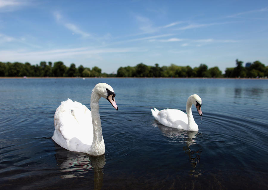 Swans Swim On Hyde Parks Round Pond Photograph by Oli Scarff