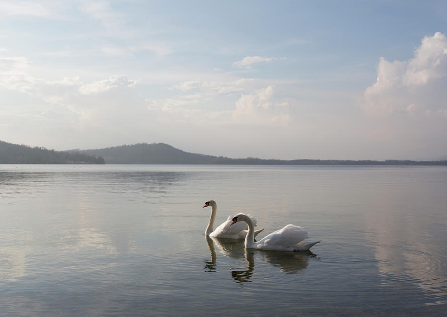 Swans Swimming Along Tranquil Lake Photograph by Ascentxmedia