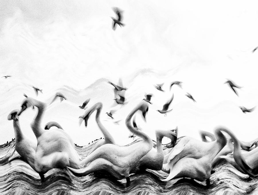 Swans Waves Photograph by Silvia Dinca