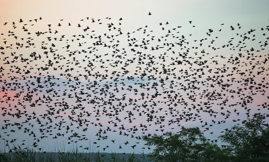Swarm Of Birds Photograph by Franz Aberham