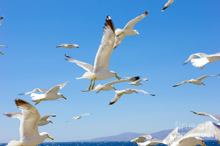 Greek Photograph - Swarm Of Sea Gulls Flying Close by Smoxx Greek Photograph - Swarm Of Sea Gulls Flying Close by Smoxx