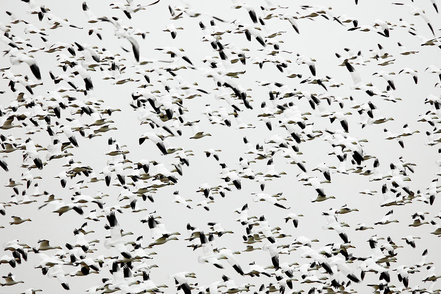 Swarm Photograph by Todd Klassy
