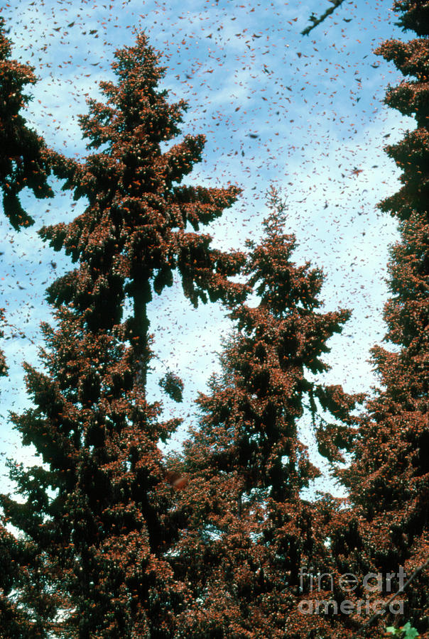 Swarms Of Monarch Butterflies Photograph by Peter Menzel/science Photo Library