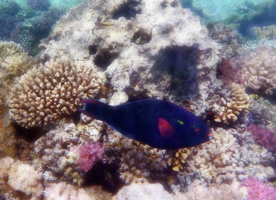 Swarthy Parrotfish In The Red Sea Photograph by Johanna Hurmerinta
